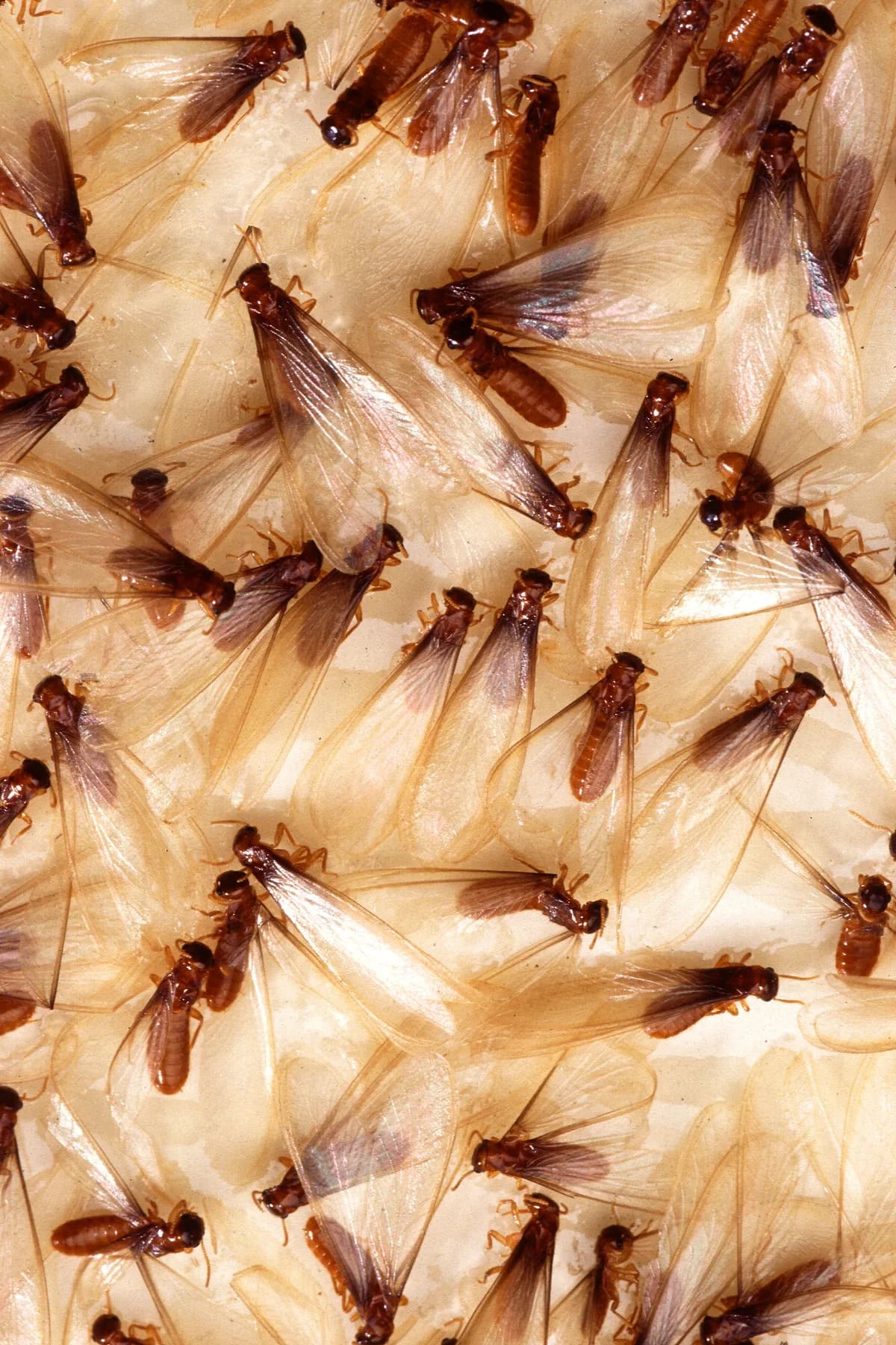Formosan termite alates (swarmers) with wings, yellowish-brown bodies