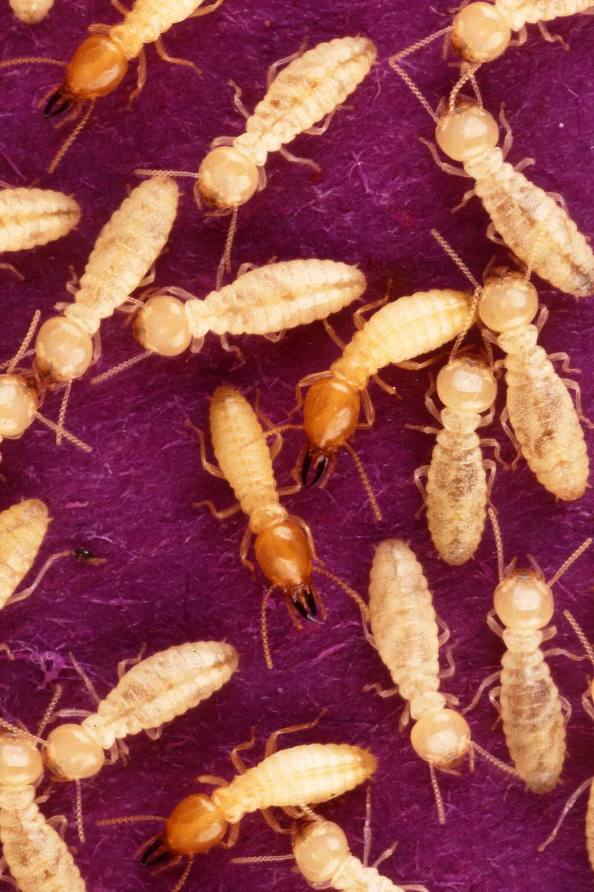 Formosan termite workers and soldiers with dark mandibles