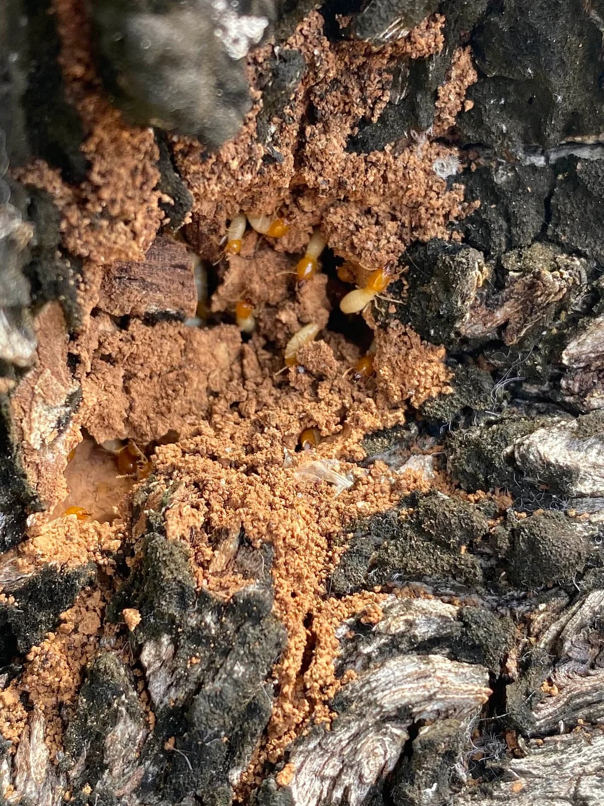Formosan termite carton nesting material inside a tree cavity with workers
