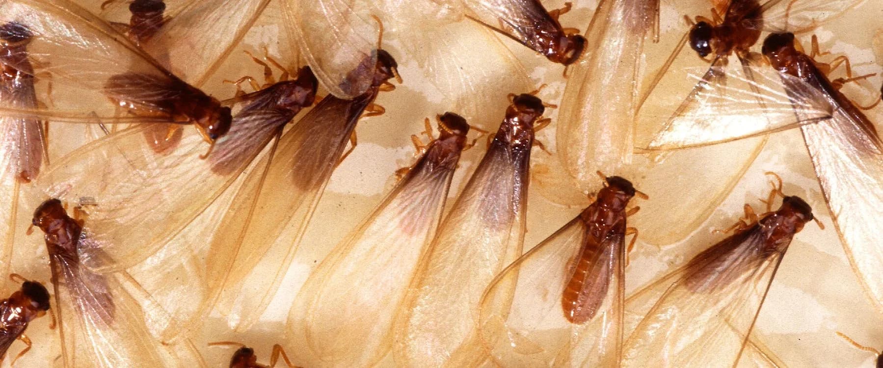 Formosan Termites — common Texas pest requiring professional control