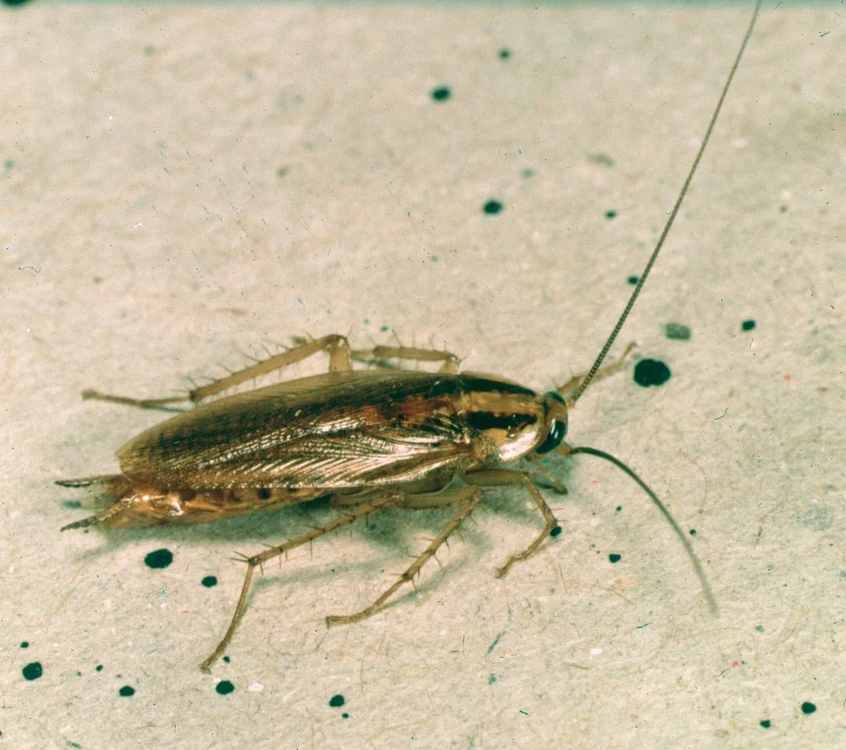 German cockroach side profile showing the two dark parallel stripes behind the head