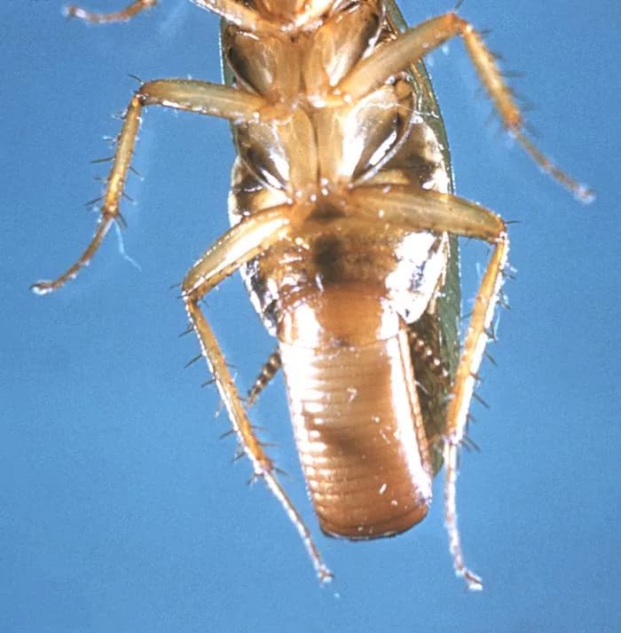 German cockroach from below showing the egg case (ootheca) protruding from the abdomen