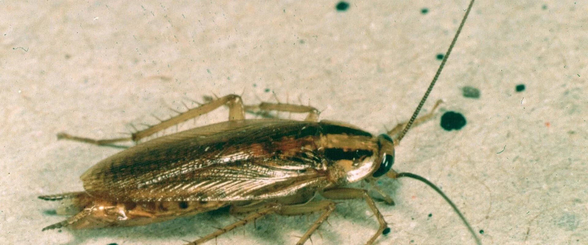 German Cockroach — common Texas pest requiring professional control