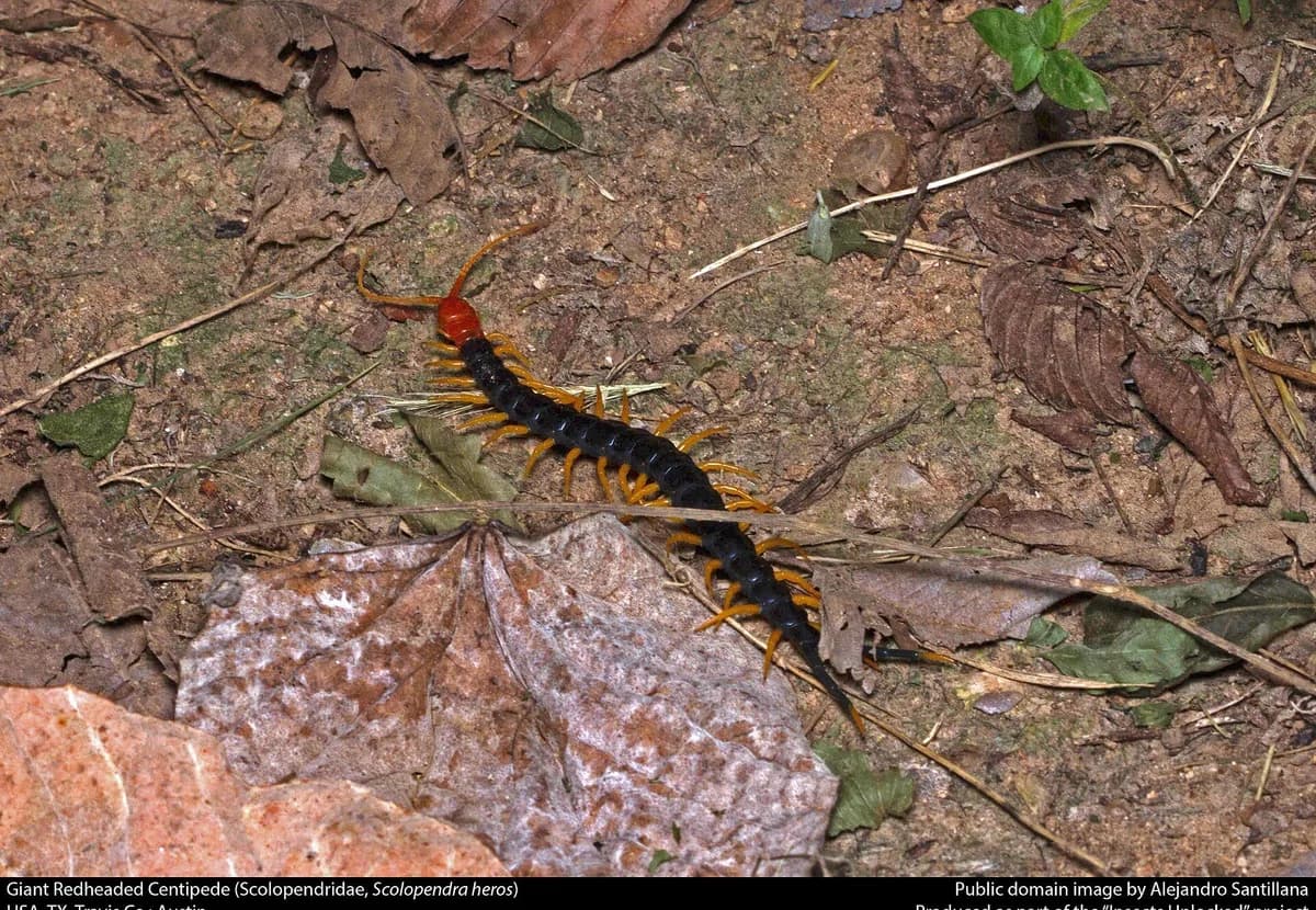 Giant desert centipede in leaf litter showing dark body, red head, and yellow legs