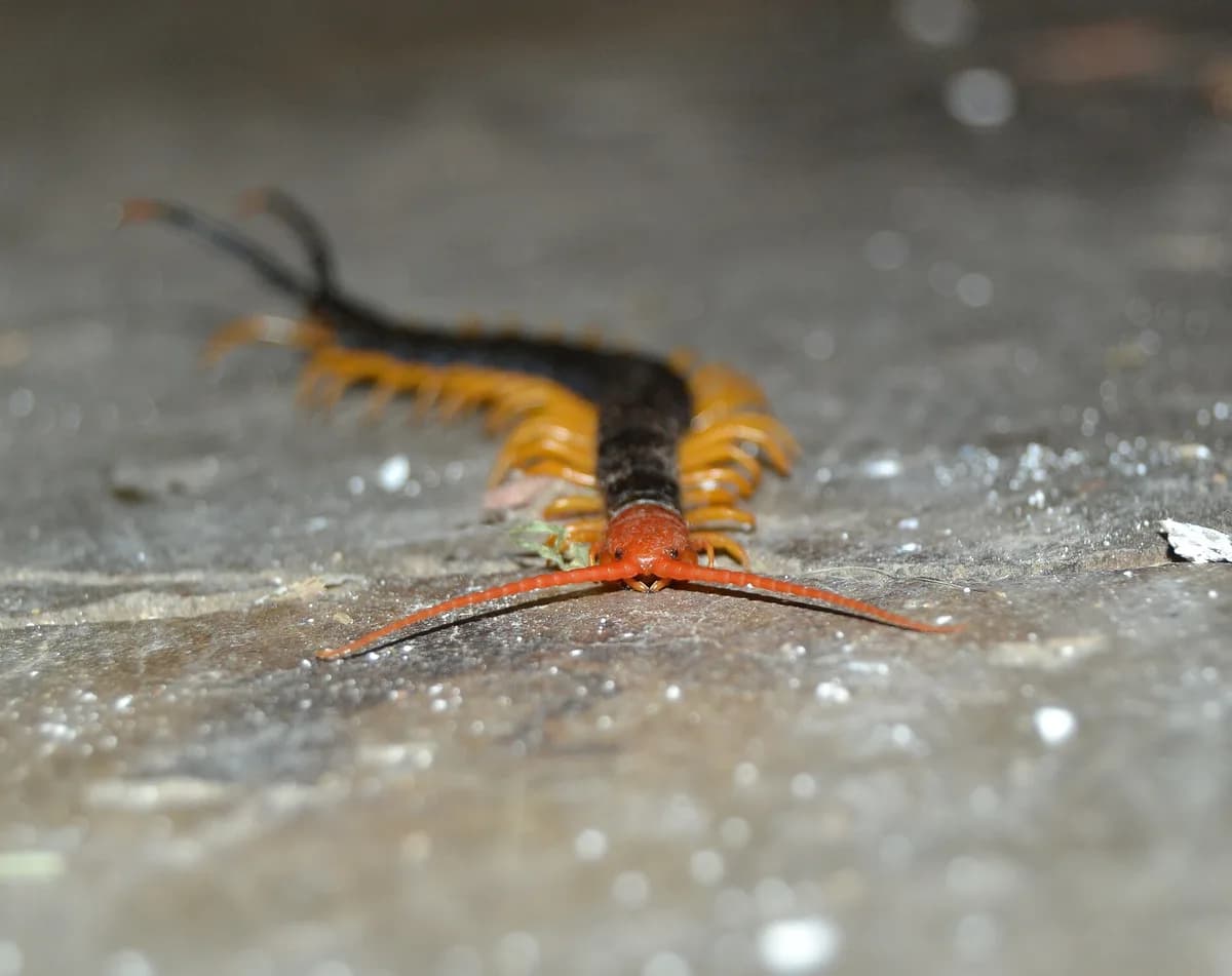 Giant desert centipede head-on showing the red head and long antennae