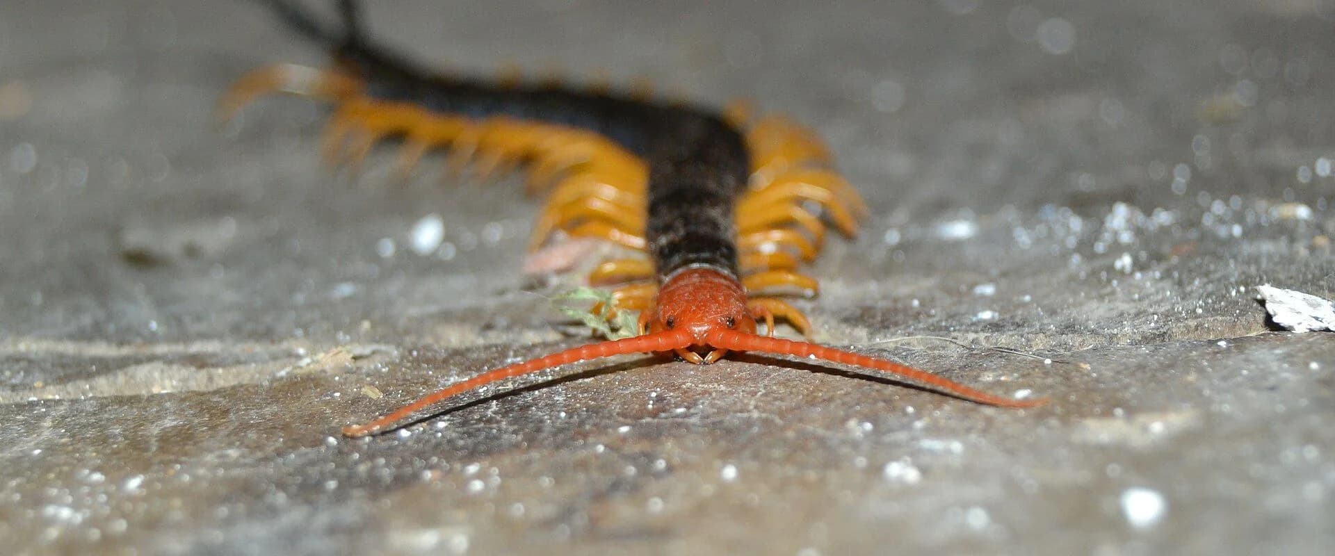 Giant Desert Centipede — common Texas pest requiring professional control