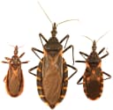 Kissing bug
