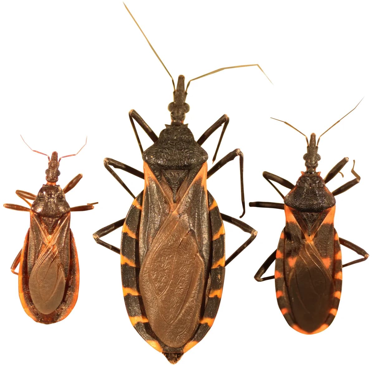 Three kissing bug species side by side showing cone-shaped heads and orange abdominal banding