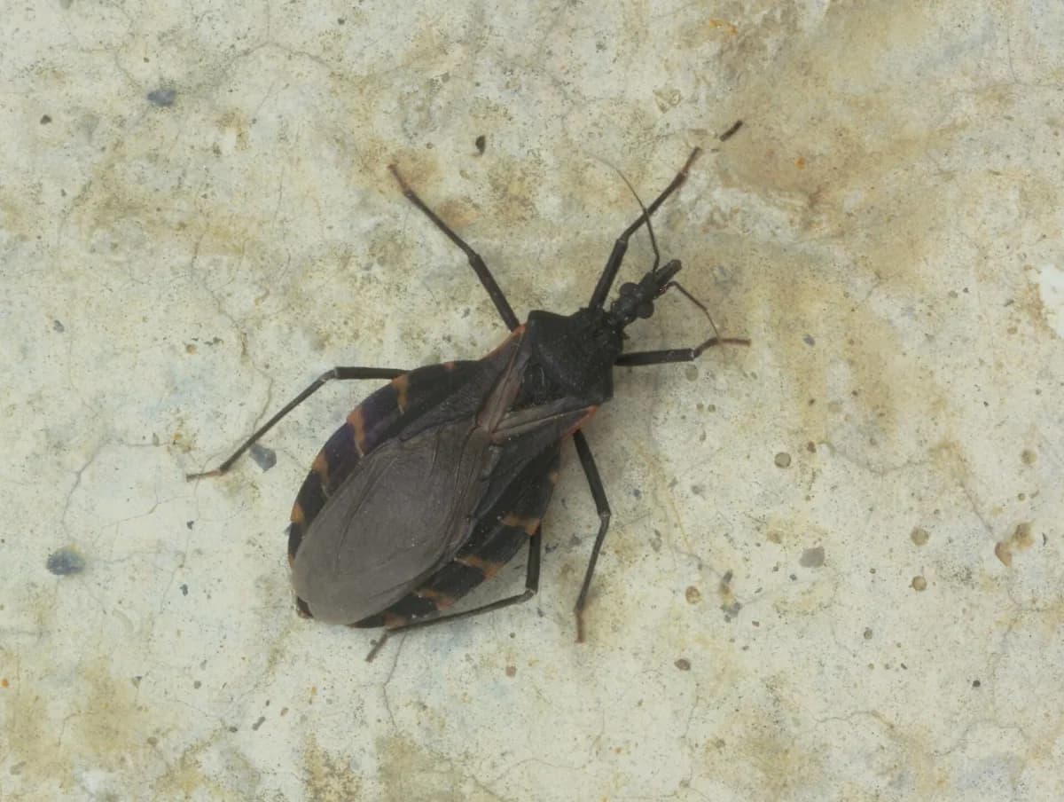 Triatoma gerstaeckeri, the most common kissing bug in Texas, on a wall