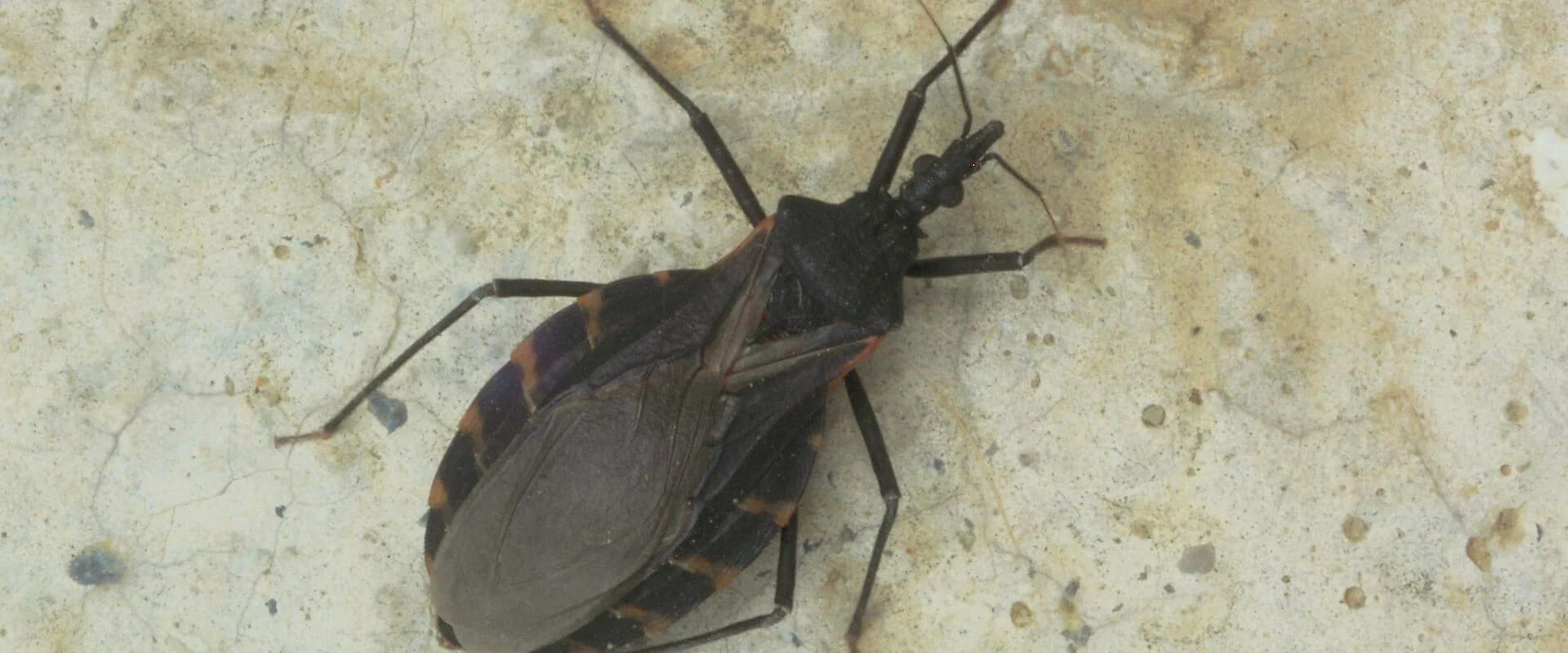 Kissing Bug — common Texas pest requiring professional control