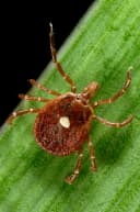 Lone star tick