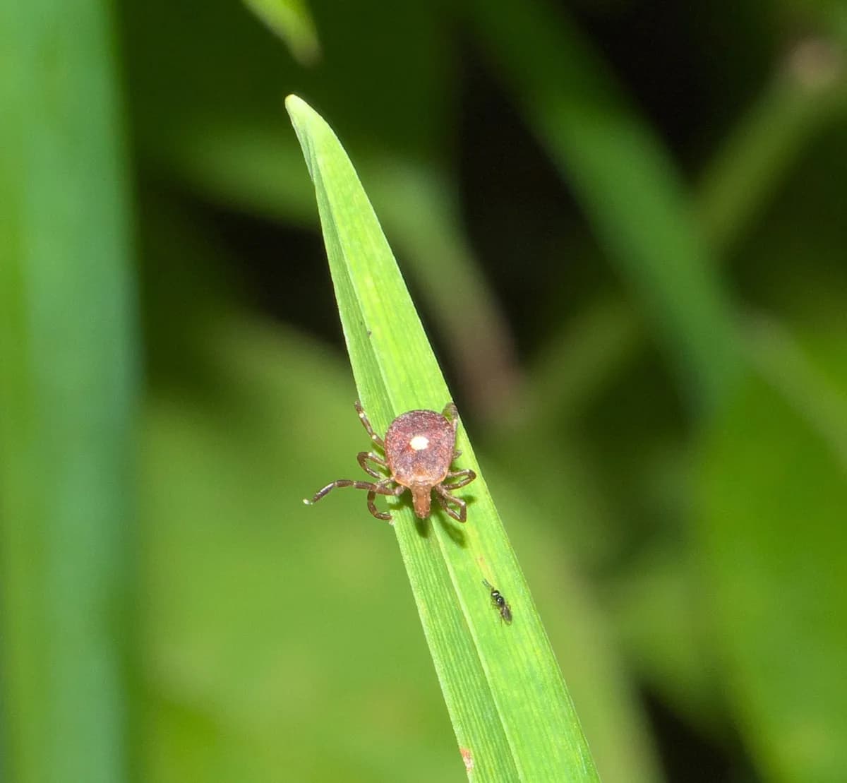 Lone star tick questing on a blade of grass waiting for a host