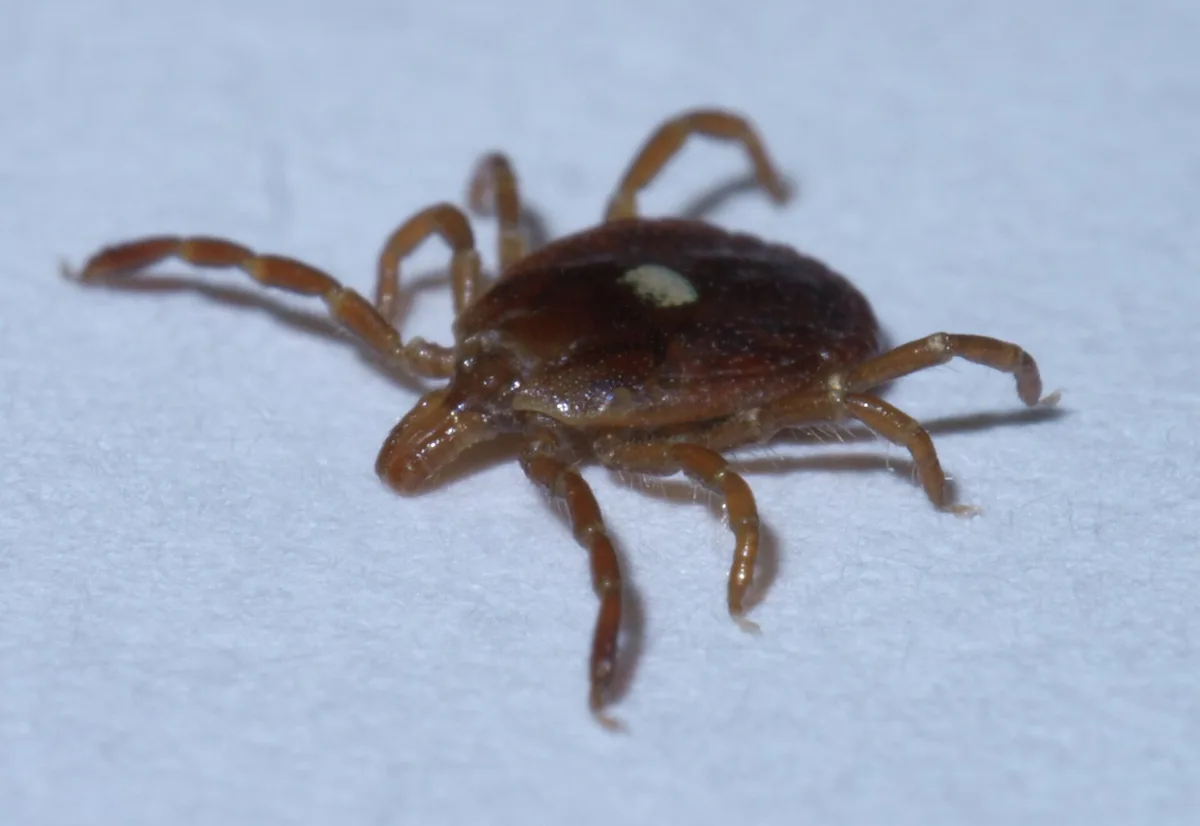 Lone star tick close-up on a white surface showing long mouthparts