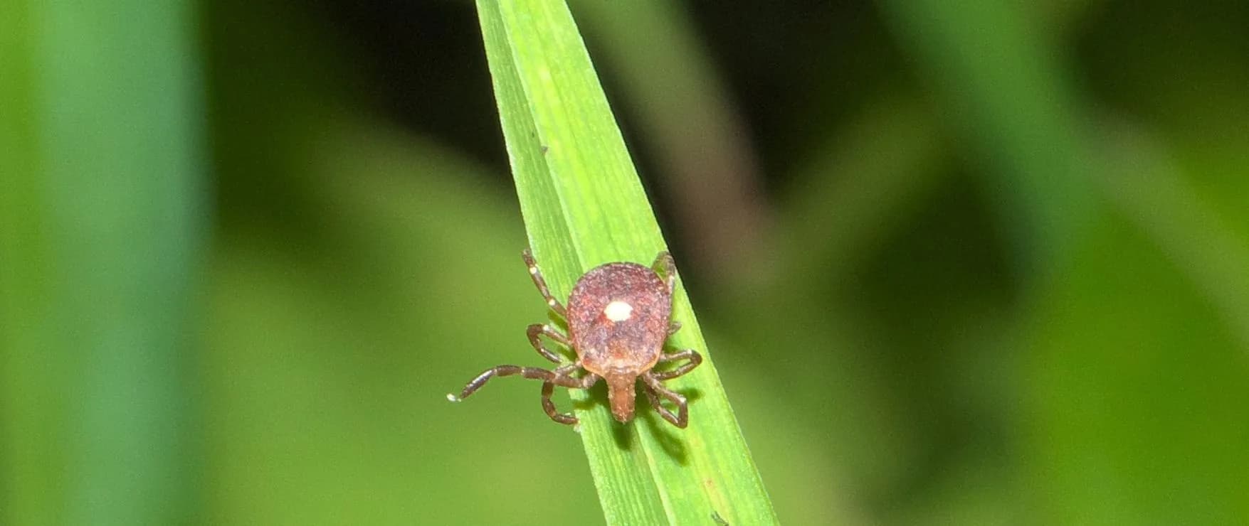 Lone Star Tick — common Texas pest requiring professional control