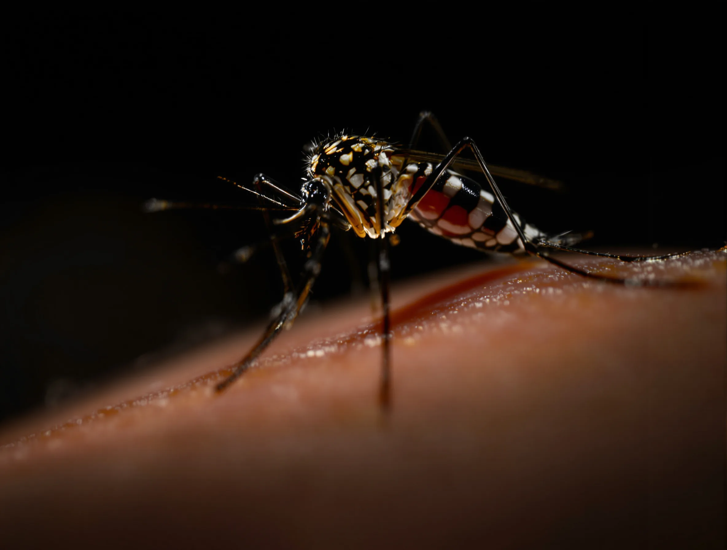 Mosquitoes — common Texas pest requiring professional control