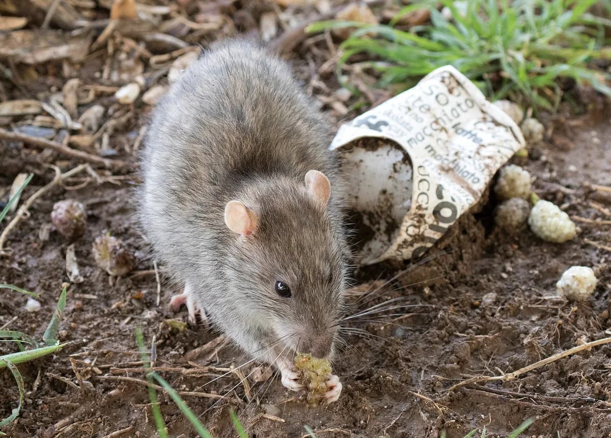 Norway rat close-up from the front showing the blunt snout and small ears