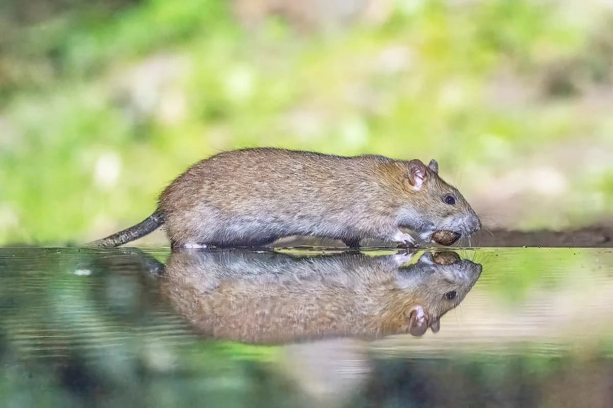 Norway rat in side profile showing the stocky body and thick, shorter tail