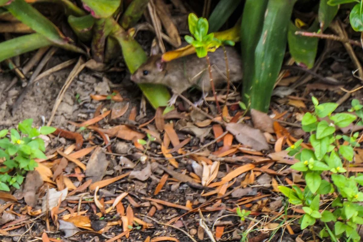 Norway rat at ground level among garden plants and leaf litter near a burrow