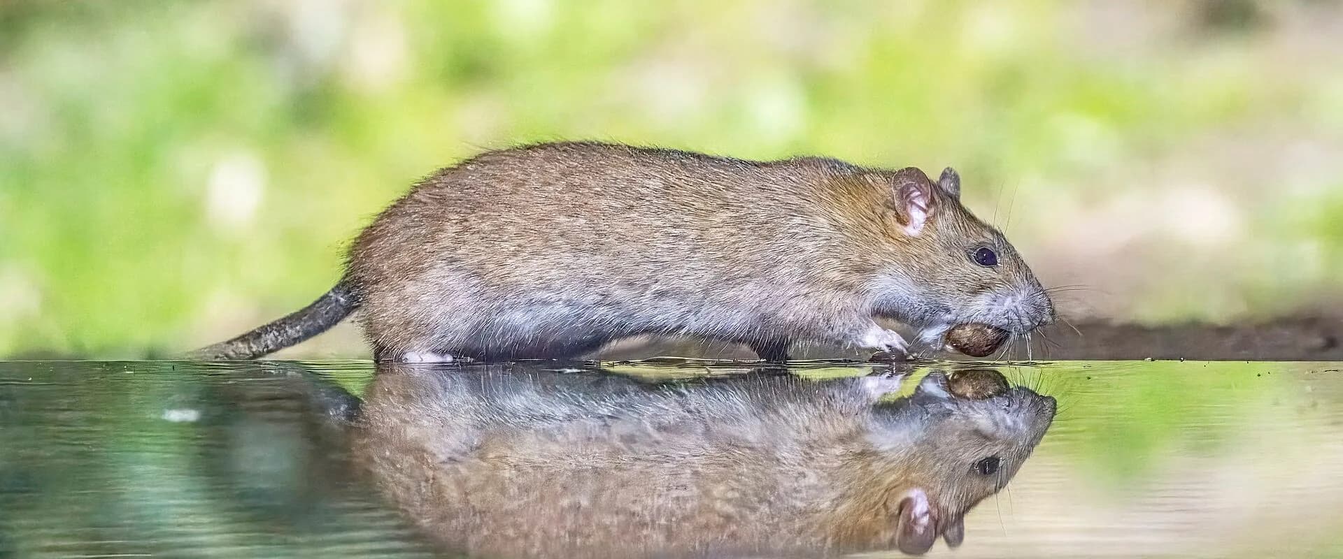 Norway Rat — common Texas pest requiring professional control