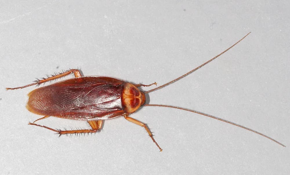 Adult American cockroach (palmetto bug) from above showing the yellowish figure-eight pattern behind the head
