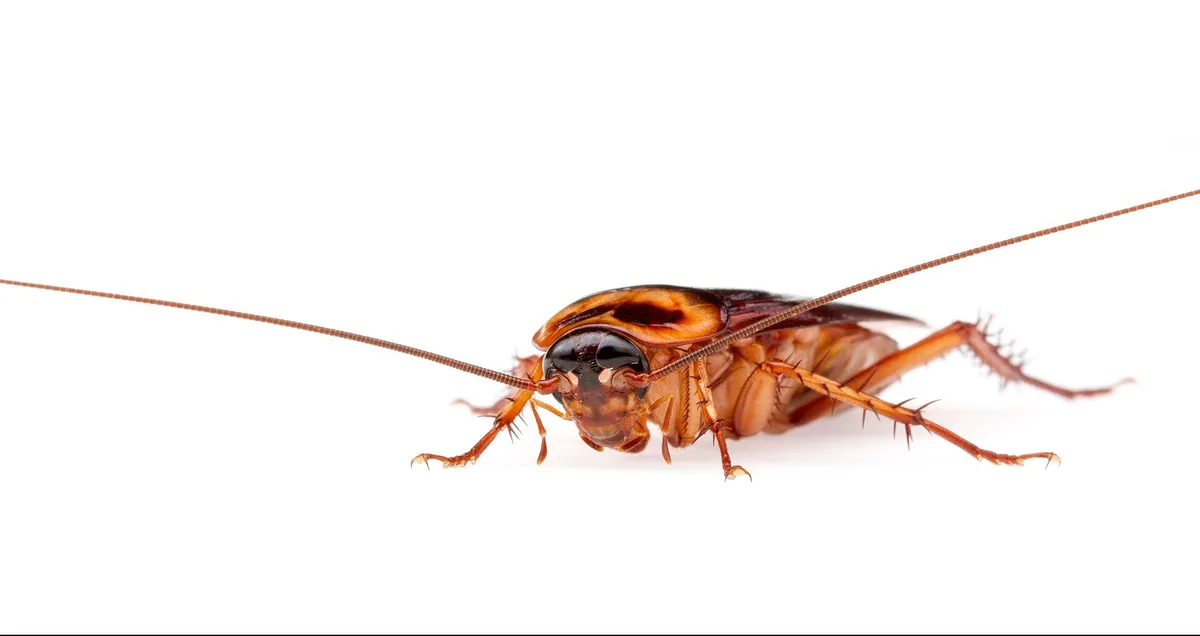 Side profile of an American cockroach photographed in Austin, Texas