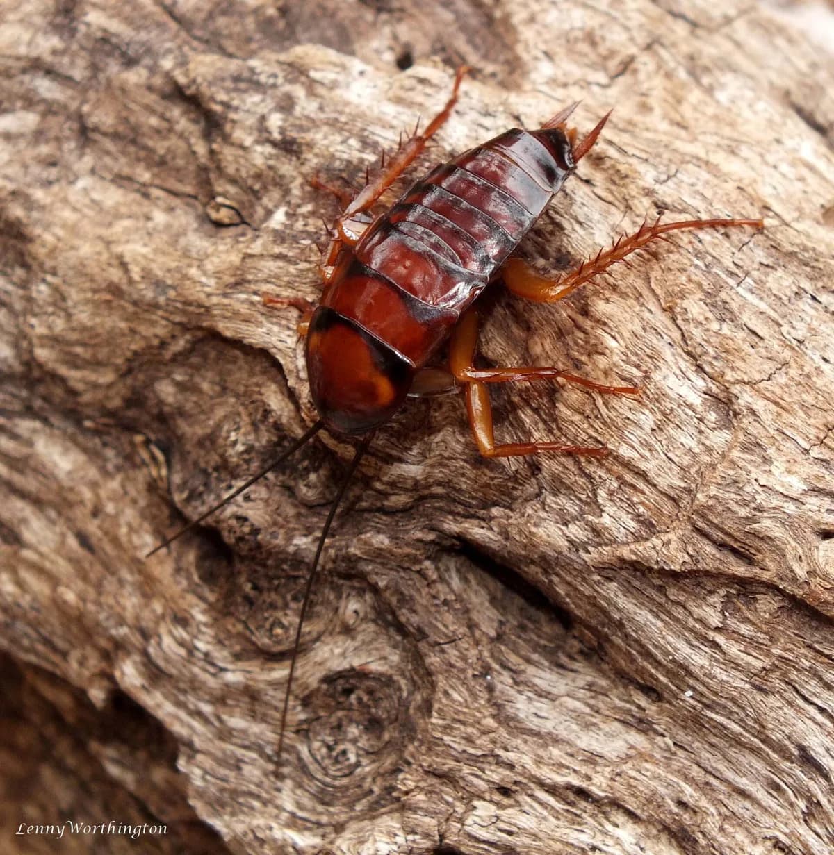 American cockroach nymph, wingless, on tree bark
