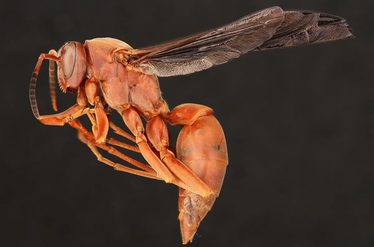 Red paper wasp Polistes carolina in side profile, nearly all reddish
