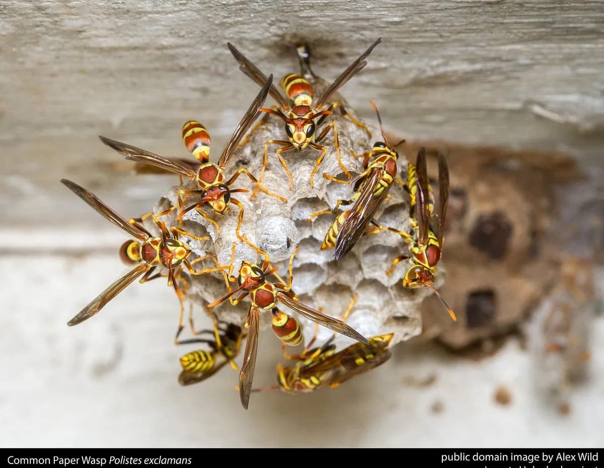 Common paper wasps Polistes exclamans tending their open umbrella comb nest