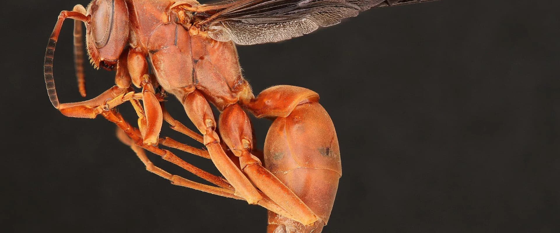 Paper Wasp — common Texas pest requiring professional control