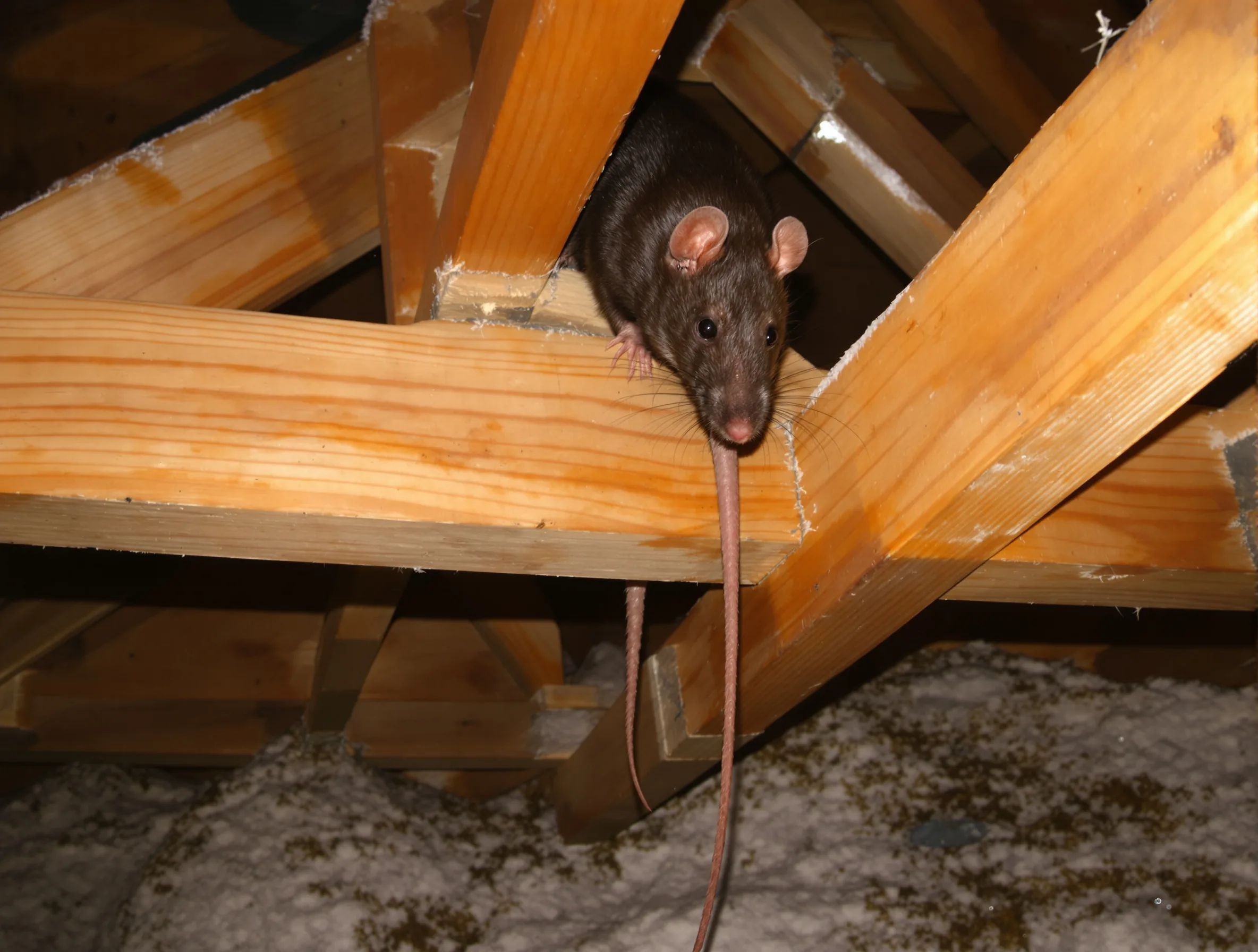 Rats — common Texas pest requiring professional control