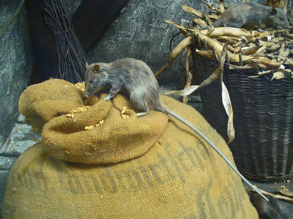 Roof rat with long tail on grain sacks