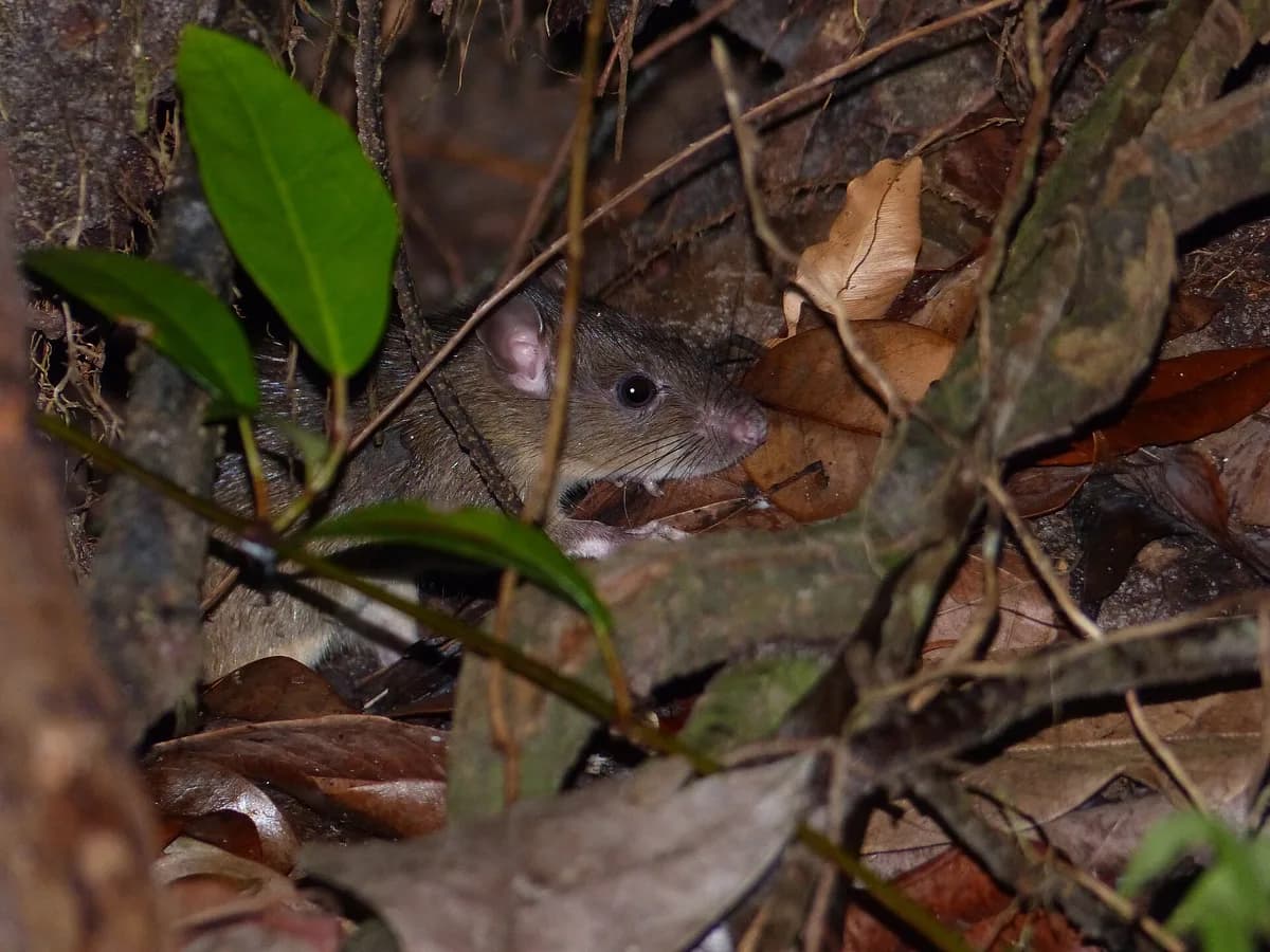 Roof rat hidden in foliage showing pointed snout and large ears