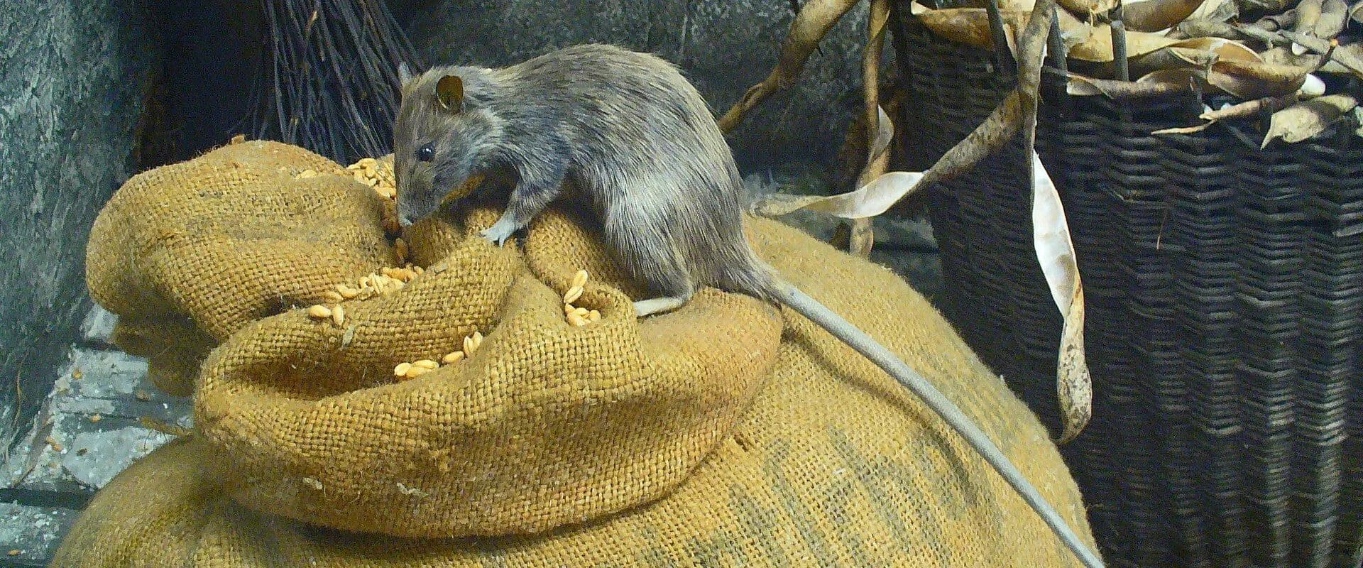 Roof Rat — common Texas pest requiring professional control