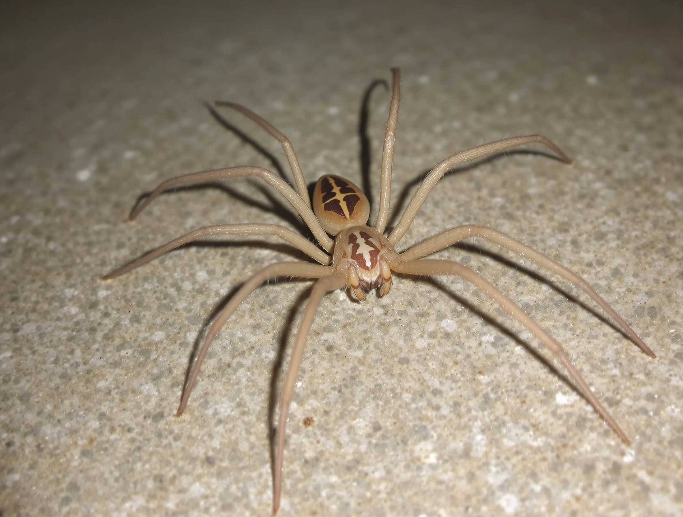 Spiders — common Texas pest requiring professional control