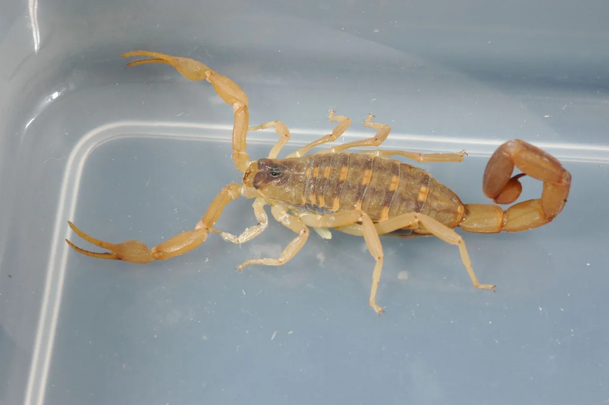 Striped bark scorpion from above showing the two dark stripes on its back
