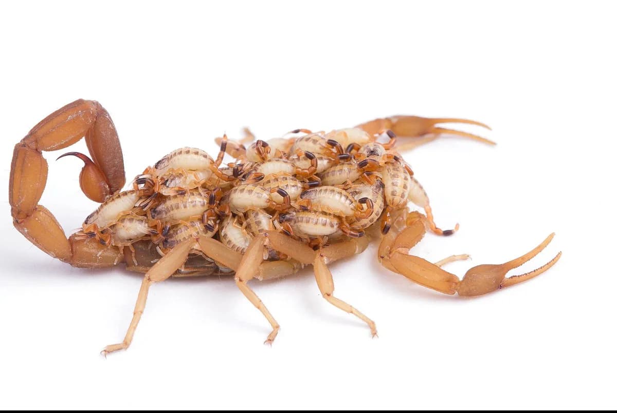 Mother striped bark scorpion carrying pale babies on her back