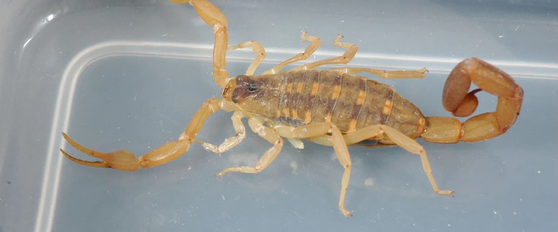 Striped Bark Scorpion — common Texas pest requiring professional control