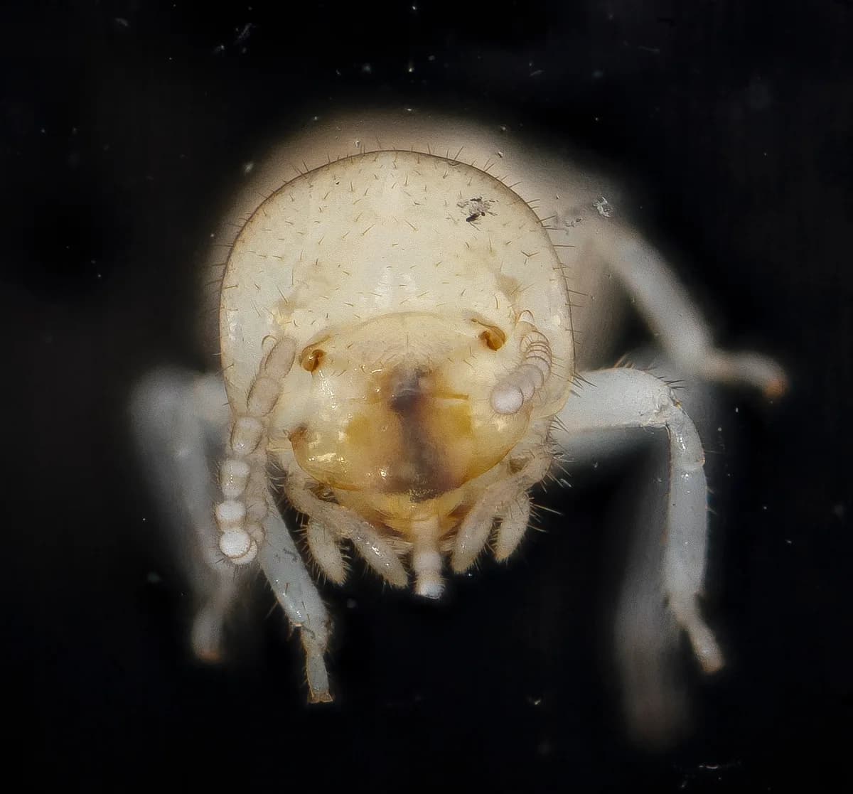 Close-up of an Eastern subterranean termite worker, cream-colored and soft-bodied