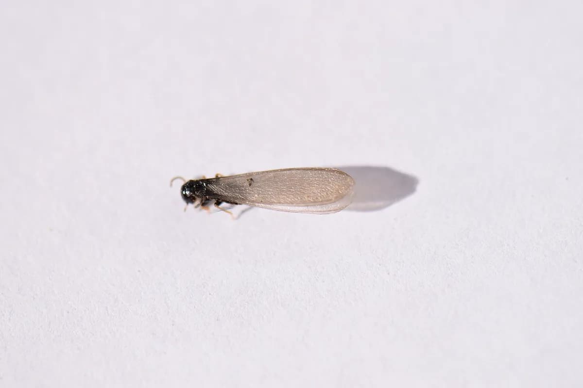 Eastern subterranean termite swarmer with two pairs of equal-length wings
