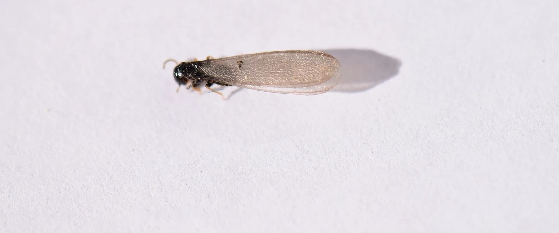 Subterranean Termites — common Texas pest requiring professional control