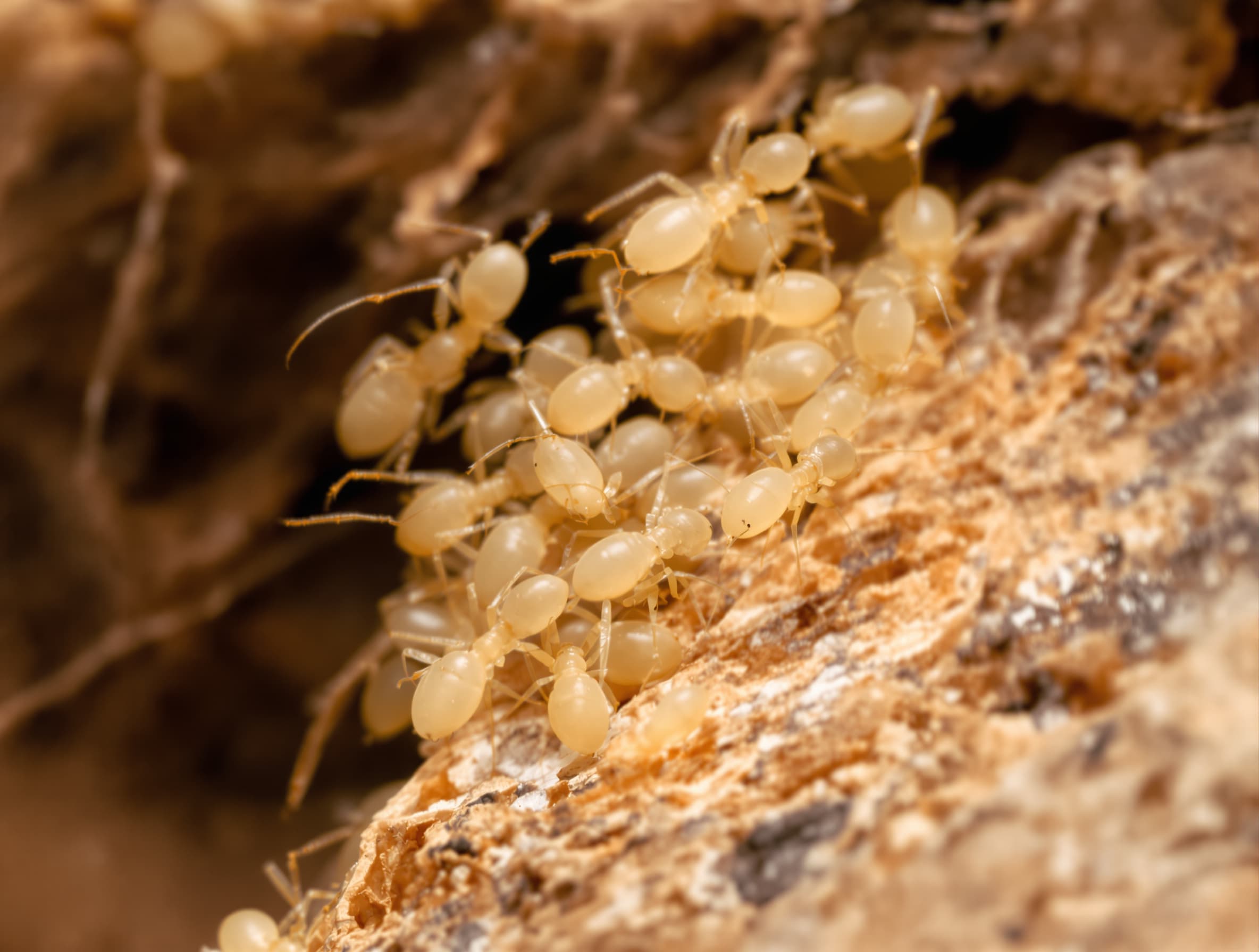 Termites