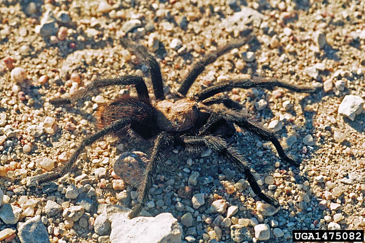 Texas brown tarantula on gravel showing dark hairy legs and lighter copper carapace