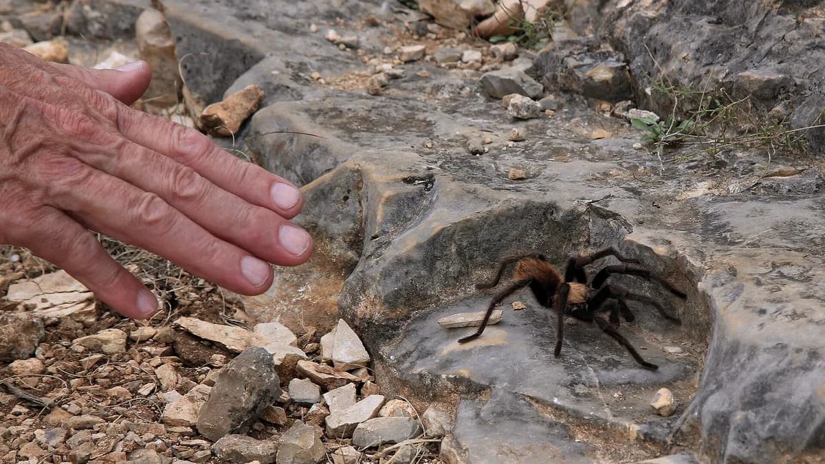 Texas brown tarantula on limestone rocks in Lost Maples State Natural Area with a hand nearby for scale