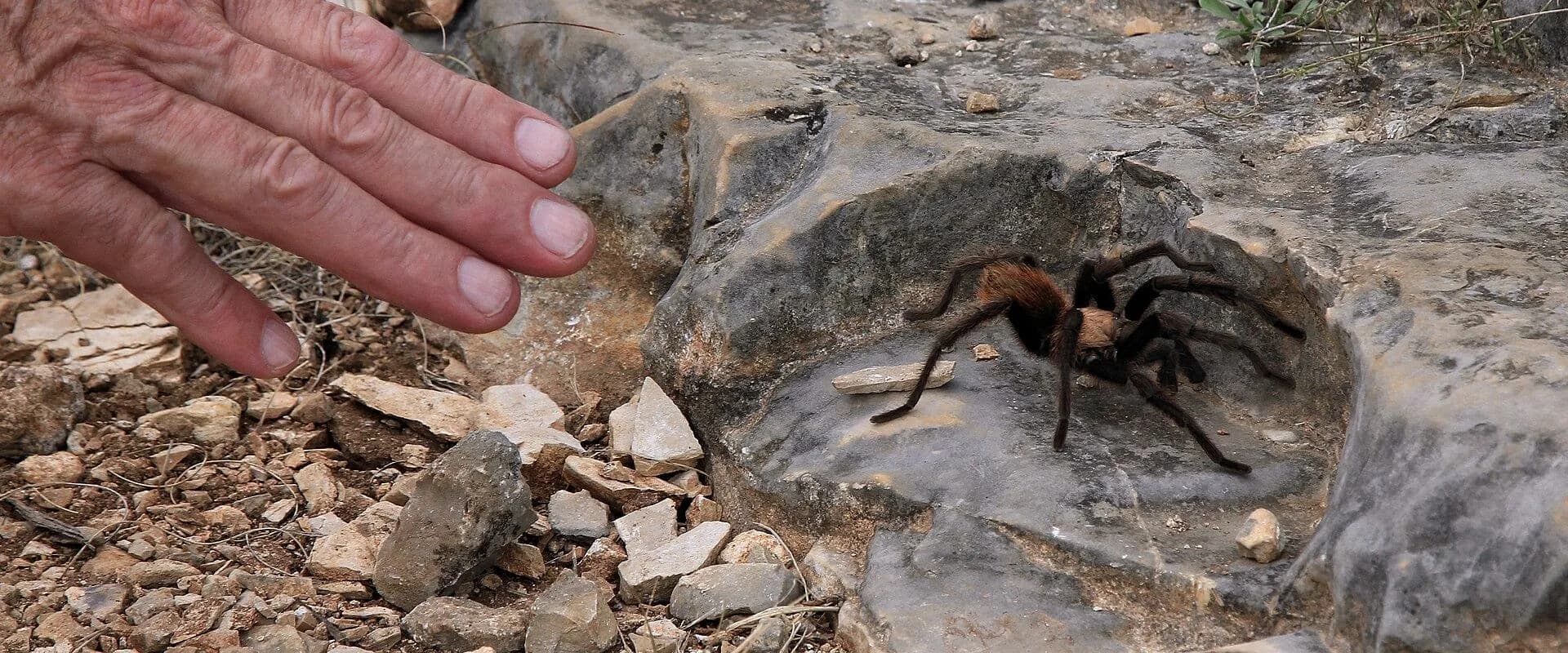 Texas Brown Tarantula — common Texas pest requiring professional control