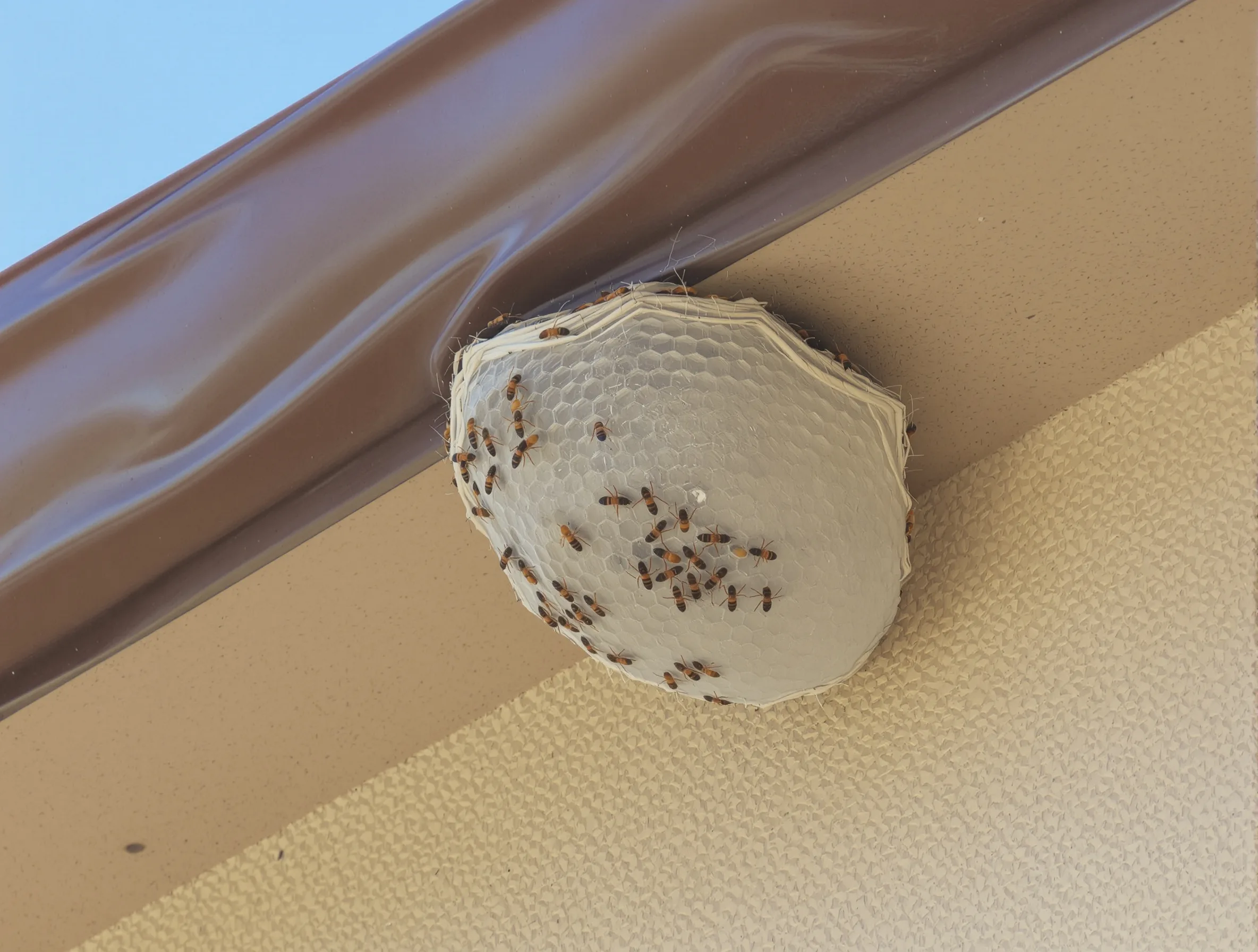 Wasps & Hornets — common Texas pest requiring professional control