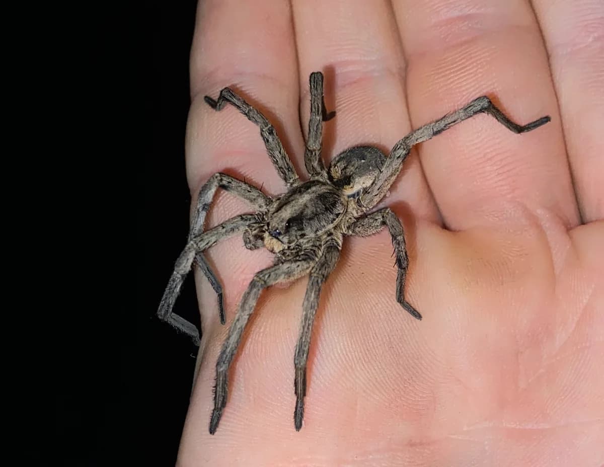 Carolina wolf spider on a hand showing the robust hairy body and size