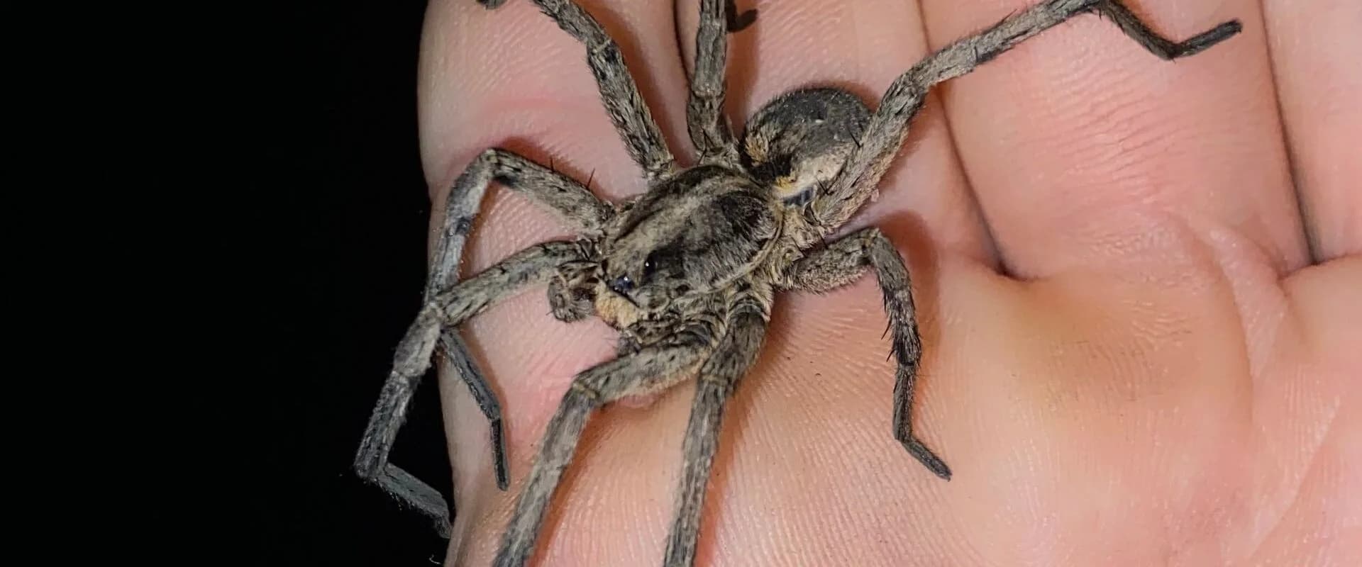 Wolf Spider — common Texas pest requiring professional control