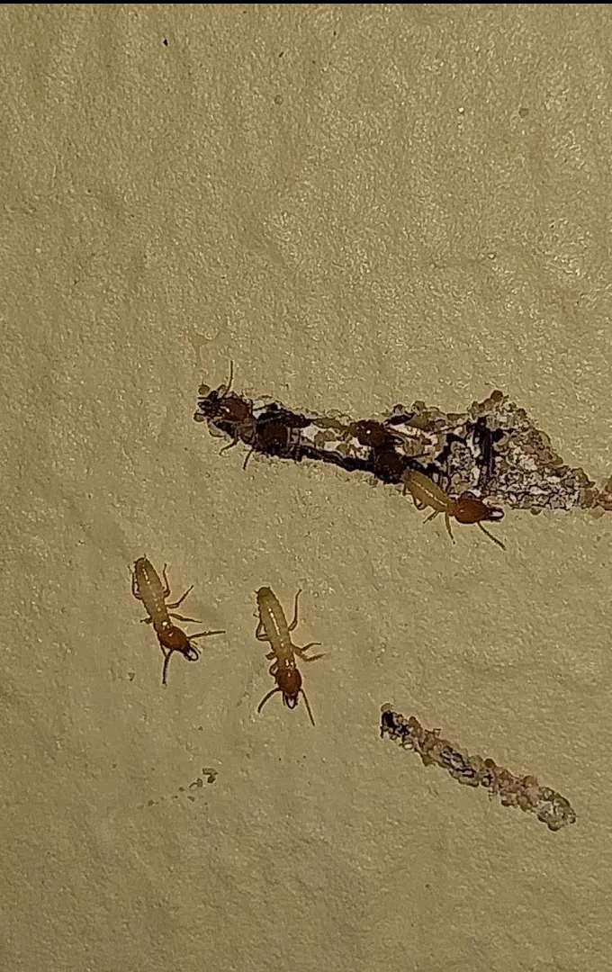 007 Pest & Termite in Houston, TX — business photo 5