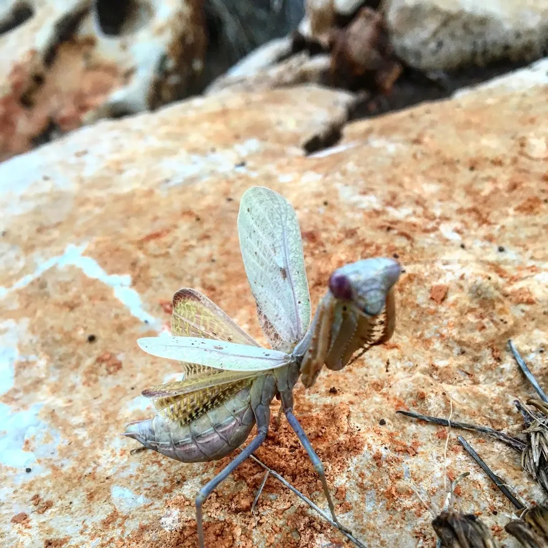 A 1 Pest Control in New Braunfels, TX — business photo 2