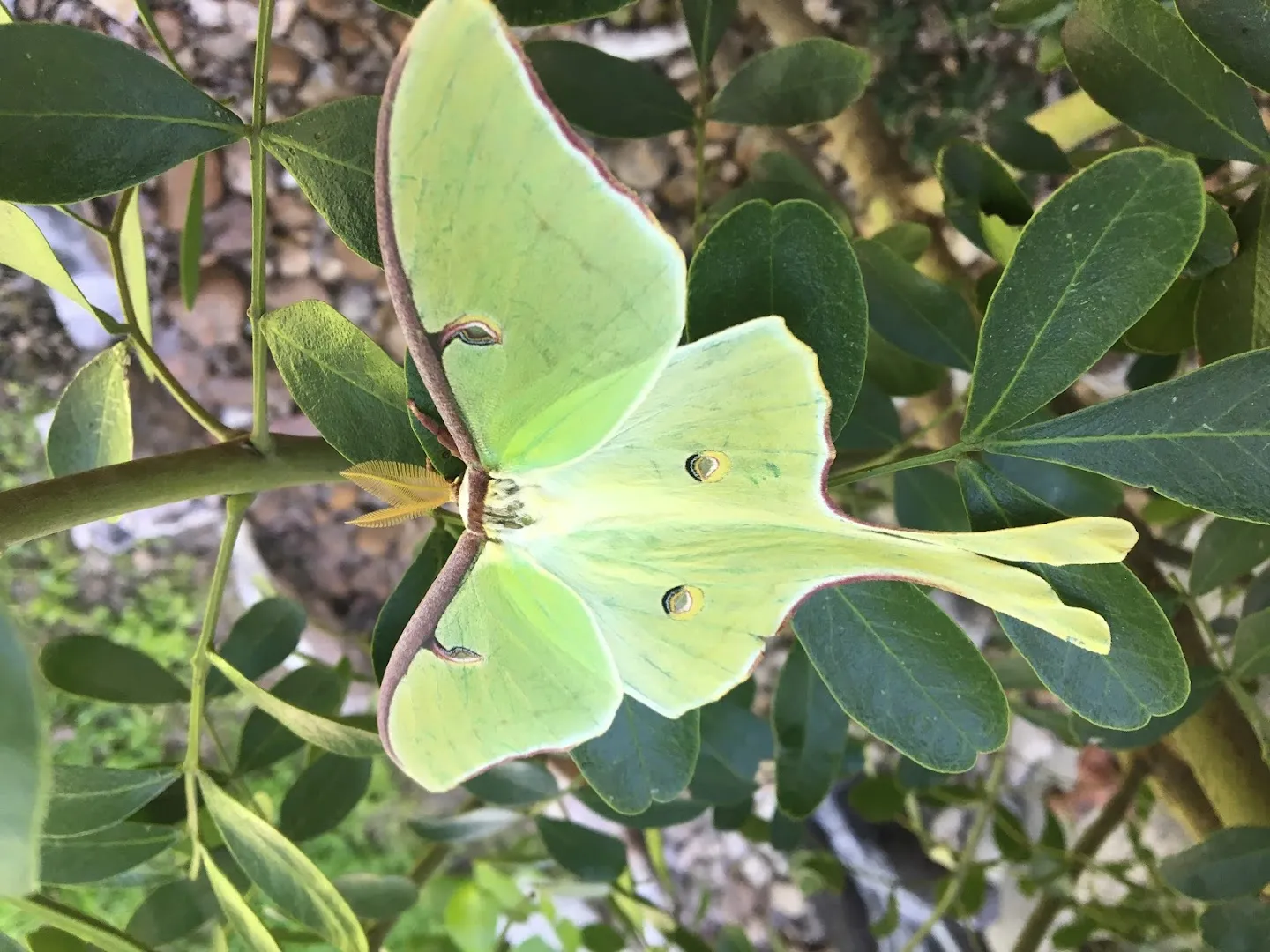 A 1 Pest Control in New Braunfels, TX — business photo 4